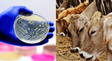 Bakterier fra k�er viser lovende resultater i behandling af MRSA-infektioner