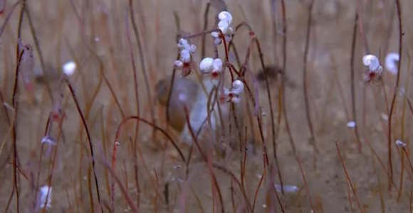 Tube worms with hemoglobin-filled tentacles living in clusters. Photographed at 