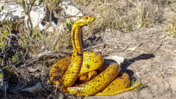 New antivenom shows effectiveness against 17 African snake species