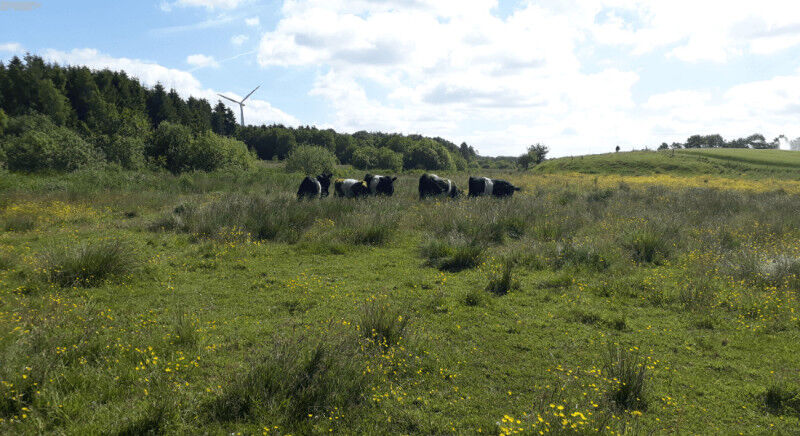 Grazing animals significantly help biodiversity in restored wetlands. Photo: Mar
