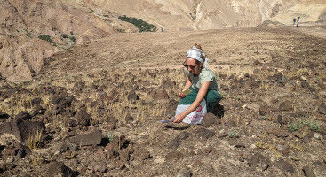 Where wheat, barley and rye grew before the first farmers found them
