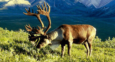 Arctic Reindeer Face Drastic Decline