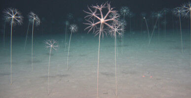 Efter 50 ekspeditioner: Ronnie N. Glud har vendt op og ned p� vores forst�else af dybhavet