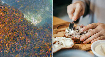 Fermentation makes ocean greens more palatable