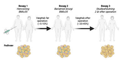 Nyt studie: S�dan gavner v�gttab fedtv�vets sundhed