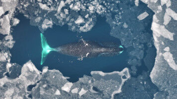 Past intensive whaling threatens the future of bowhead whales