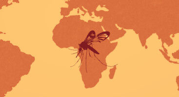 Researchers Warn: Climate Change Could Expand Habitats for Malaria Mosquitoes