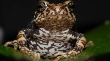 Three new toad species skip the tadpole phase and give birth to live toadlets
